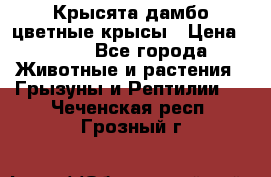 Крысята дамбо цветные крысы › Цена ­ 250 - Все города Животные и растения » Грызуны и Рептилии   . Чеченская респ.,Грозный г.